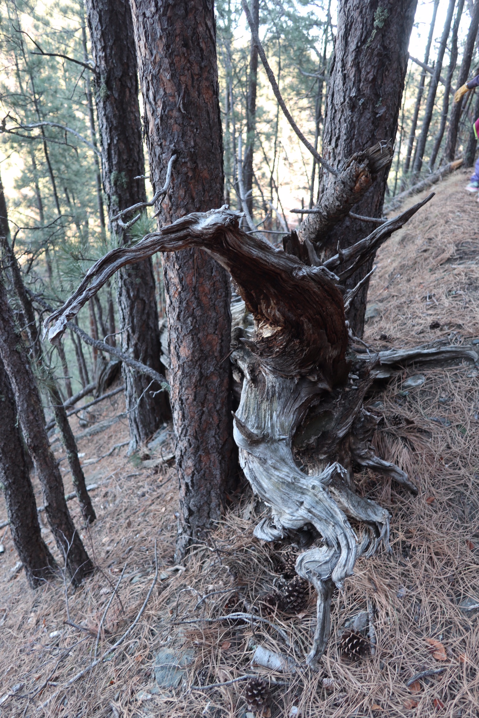 A gnarled Tree